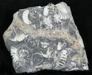 Polished Ammonite Fossils - Marston Magna Marble #22076-1